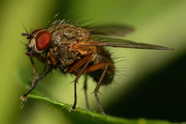 Macro Mosca Caucásica Esponjosa Especie Stomoxys Calcitrans Con Ojos Rojos — Foto de Stock