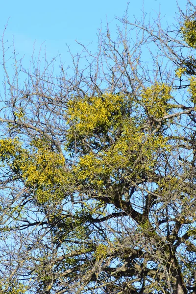 春にコーカサス山脈の麓にある青い空に対して木の枝に成長したShrub Misletoe White Vis兼アルバム — ストック写真