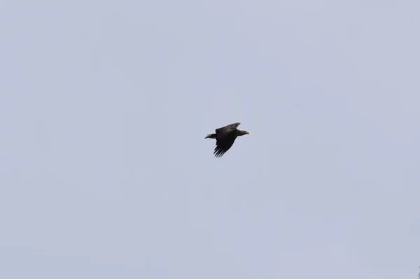 Кавказский Орел Aquila Fasciata Открытыми Крыльями Быстро Летает Голубом Небе — стоковое фото