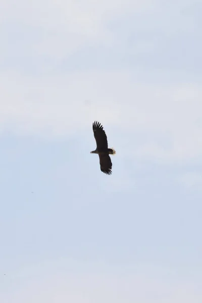 Kaukasischer Jungadler Aquila Fasciata Fliegt Mit Offenen Flügeln Den Blauen — Stockfoto
