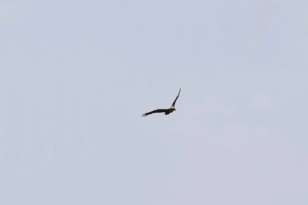 Águia Caucasiana Aquila Fasciata Voa Com Asas Abertas Céu Azul — Fotografia de Stock