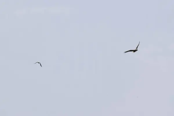 Frühlingsadler Aquila Fasciata Fliegt Mit Offenen Flügeln Den Blauen Himmel — Stockfoto