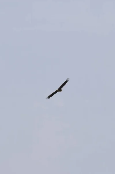 Frühlingsadler Aquila Fasciata Mit Offenen Flügeln Fliegt Den Blauen Himmel — Stockfoto