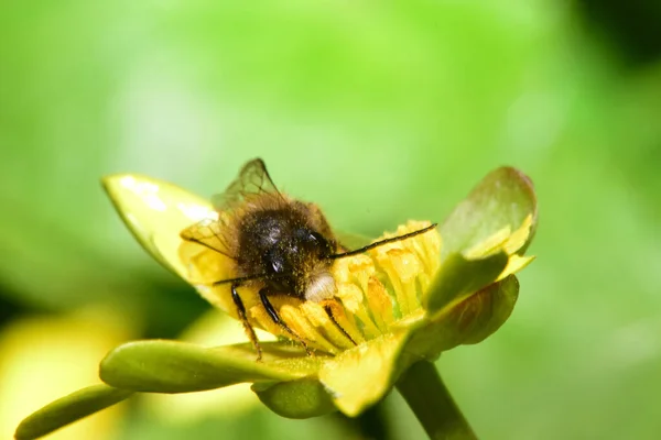 Gros Plan Abeille Printemps Andrena Synadelpha Récoltant Pollen Nectar Printemps — Photo