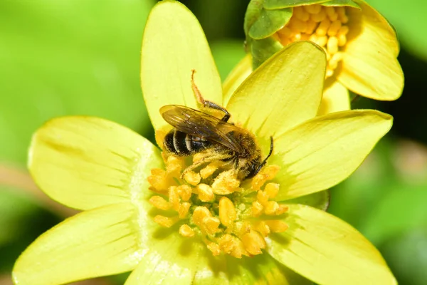 Macro Une Petite Abeille Printemps Andrena Denticulata Récoltant Pollen Nectar — Photo