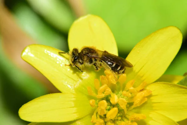 Primavera Cercana Abeja Mullida Marrón Andrena Denticulata Recogiendo Polen Néctar — Foto de Stock