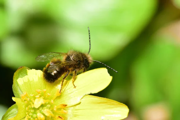 Kahverengi Bir Arı Olan Andrena Clarkella Nın Macro Kuzey Kafkasya — Stok fotoğraf