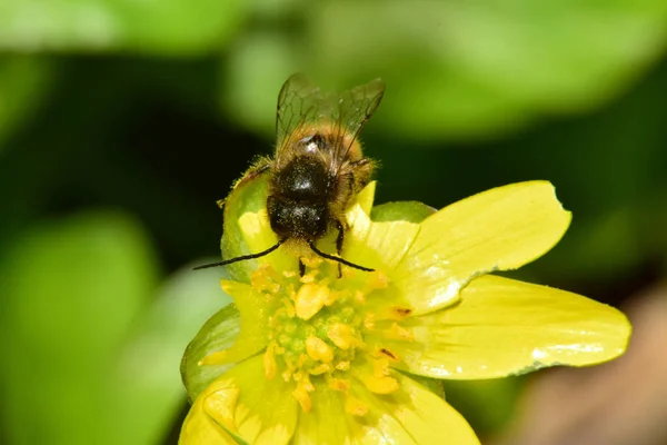 Nahaufnahme Einer Frühlings Und Braunbiene Andrena Clarkella Die Pollen Und — Stockfoto