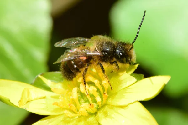 Gros Plan Une Abeille Printemps Andrena Clarkella Assise Sur Pétale — Photo