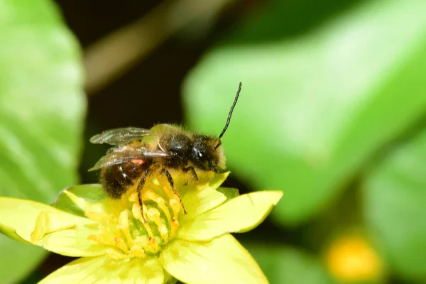 Close Spring Bee Andrena Clarkella Sitting Yellow Petal Buttercup Flower — Stock Photo, Image