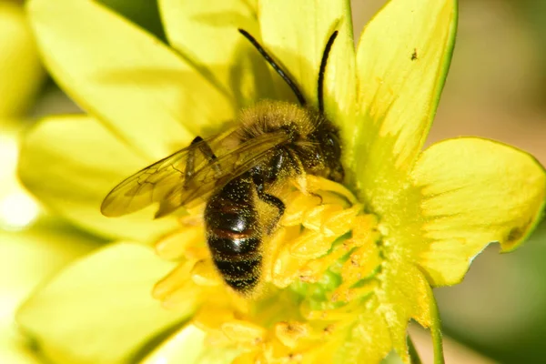 Makro Małej Wiosennej Brązowej Pszczółki Andrena Ferox Długimi Czubkami Zbierającymi — Zdjęcie stockowe