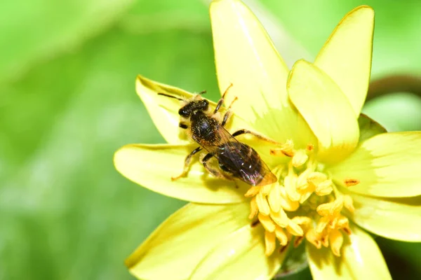 Macro Une Abeille Brune Andrena Fulvago Récoltant Pollen Nectar Printemps — Photo