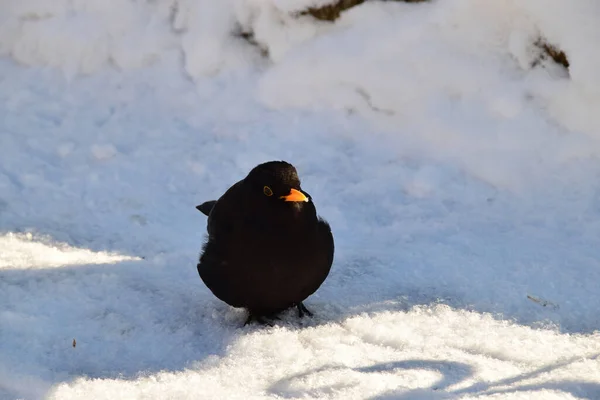 Close Van Een Winterlijster Turdus Merula Met Een Gele Snavel — Stockfoto