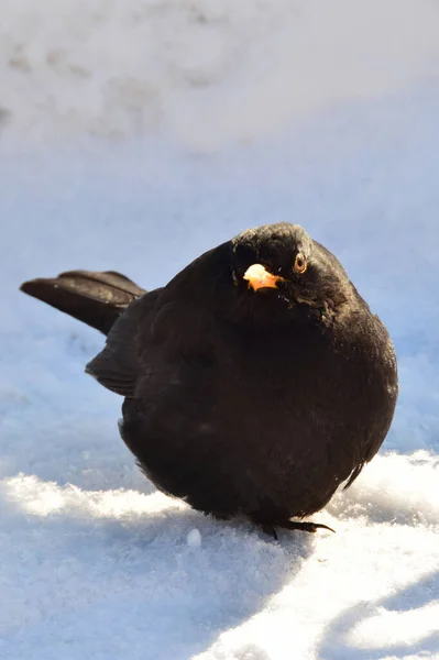 Close Van Een Lijster Turdus Merula Met Een Gele Snavel — Stockfoto