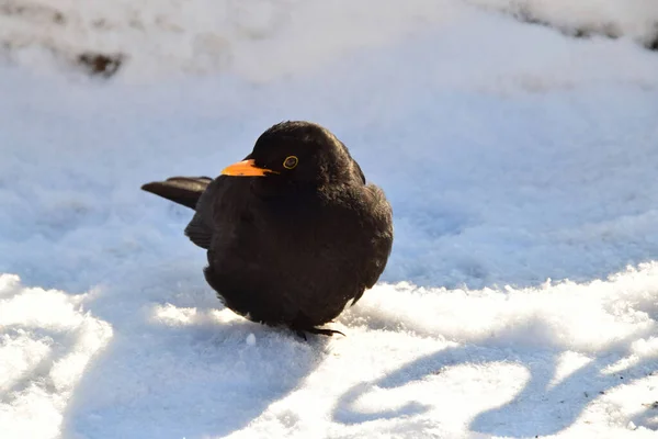 Close Van Een Winterlijster Turdus Merula Met Een Gele Snavel — Stockfoto