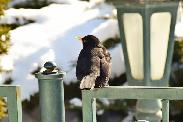  Kış karatavuğu Turdus Merula Kafkasya 'nın eteklerinde çitlerin üzerinde oturan sarı gagalı.                              