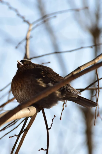 Primer Plano Tordo Marrón Esponjoso Turdus Merula Sentado Una Rama —  Fotos de Stock