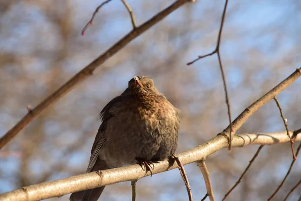 Вид Зблизька Коричневий Пухнастий Дрізд Turdus Merula Сидів Гілці Дерева — стокове фото