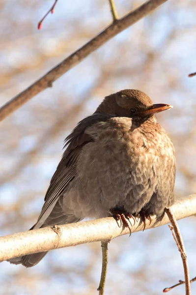 Зблизька Коричневий Дрізд Turdus Merula Відпочиває Гілці Дерева Проти Блакитного — стокове фото