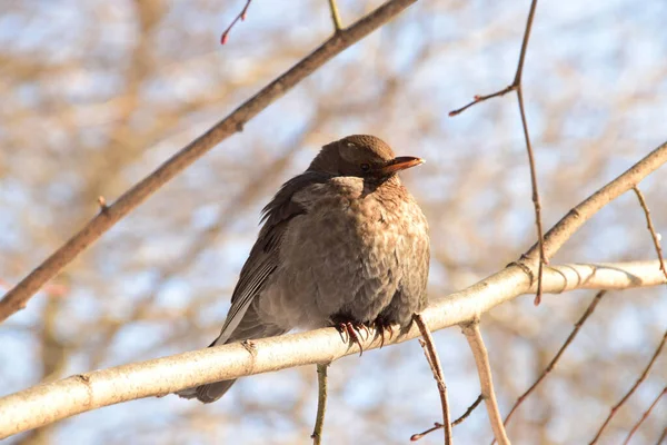 코카서스의 지대에 하늘을 배경으로 나뭇가지에 갈색의 Turdus Merula — 스톡 사진