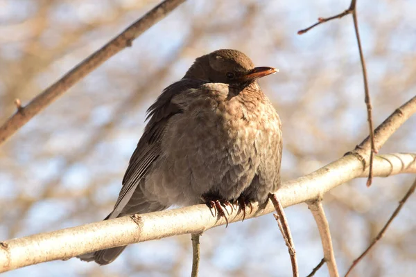 Close Van Een Bruine Pluizige Lijster Turdus Merula Zittend Rustend — Stockfoto