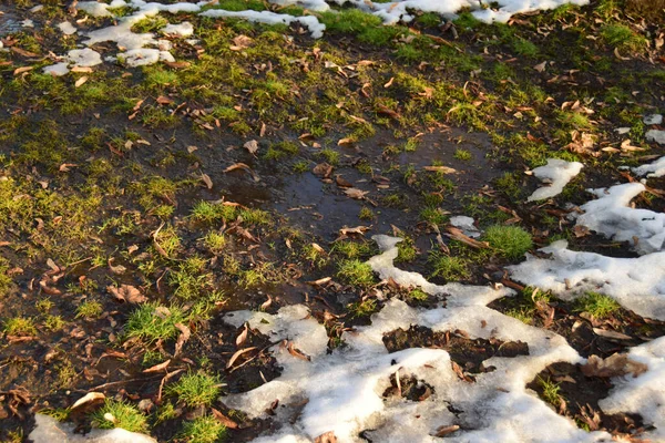 Zicht Smeltende Sneeuw Met Groen Gras Januari Uitlopers Van Kaukasus — Stockfoto