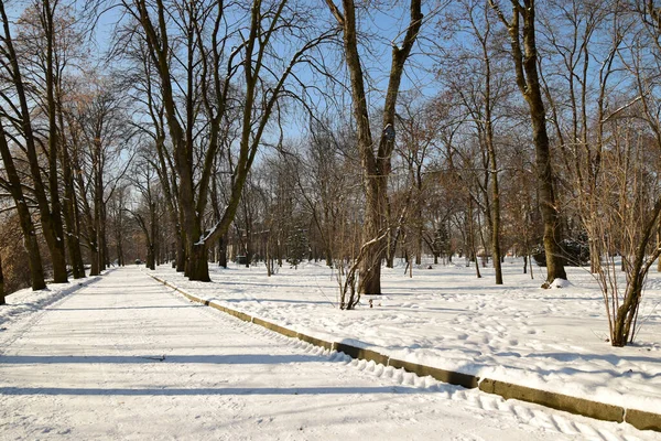 Abendliche Winterbäume Und Allee Mit Schnee Vorgebirgspark Des Kaukasus — Stockfoto