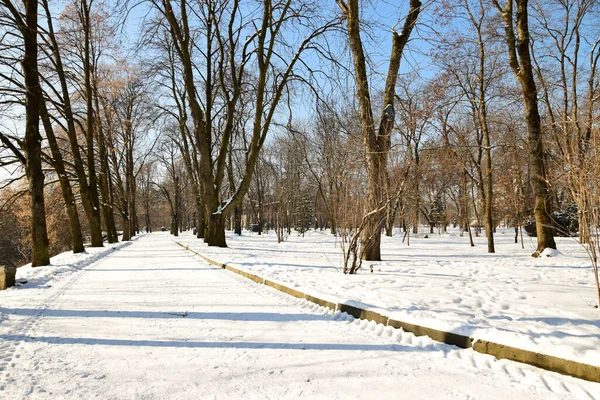 Árboles Invierno Avenida Con Nieve Las Estribaciones Del Cáucaso — Foto de Stock