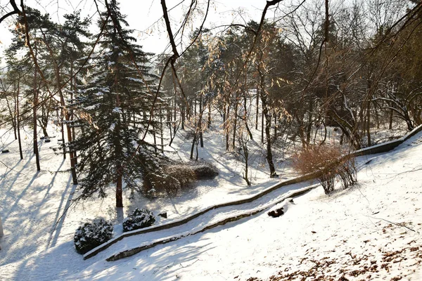 Vista Árboles Cubiertos Nieve Con Una Escalera Con Nieve Las — Foto de Stock