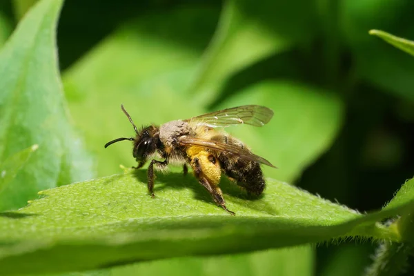 Μακρο Κίτρινης Αφράτης Μέλισσας Andrena Bicolor Γύρη Που Κάθεται Ένα Εικόνα Αρχείου