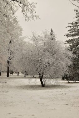  Kafkasların eteklerindeki karlı kış elma ağacının manzarası.                             