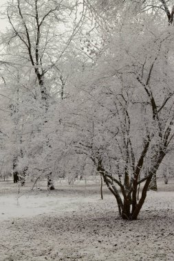 Kafkasya 'nın dağlık tepelerinde dalları ve karla kaplı ağaçlar.                               