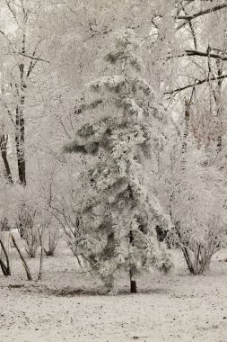 Ocak ayında Kafkasya 'nın eteklerinde çam ve kar.                               