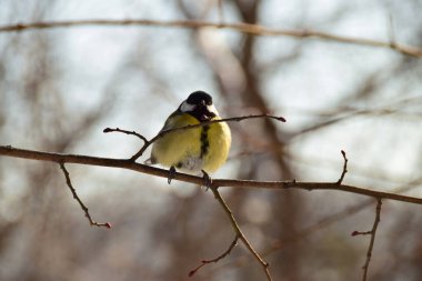 Bird tit front view Parus major of yellow coloring and black tie sitting on branches in foothill park of Caucasus                               