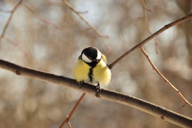 Bird tit Parus major of yellow color and black tie sitting on branches in foothill park of Caucasus                               