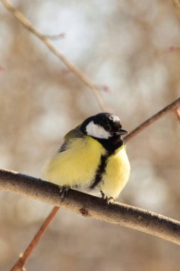  Kafkasya 'nın eteklerindeki bir ağacın dalında oturan bir meme faresi Parus Major' ın yakın çekimi.                              