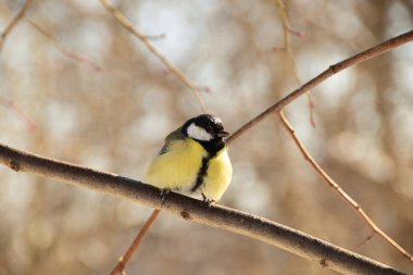 Close-up of a yellow tit Parus major sitting on a branch of a tree in the foothills of the Caucasus                               