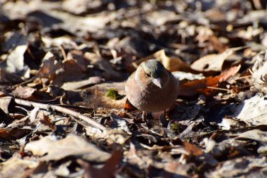  Oturan kuş ispinozu Fringilla coelebs Kafkasya parkındaki kahverengi yapraklarda dinleniyor.                              