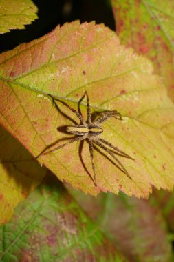 Kahverengi bir örümcek olan Pardosa bifasciata 'nın Macro manzarası Kafkasya Dağları' nda sarı bir yaprak üzerinde dinleniyor.                               