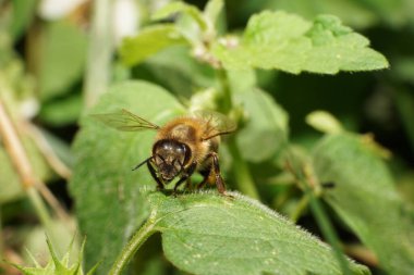 Makro arılar yeşil bir yaprağın üzerindeki Apis mellifera Kafkasya Dağı 'ndaki çimlerin üzerinde dinleniyor.