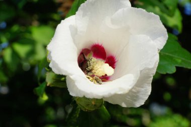 Makro gri arı Andrena ventralis beyaz amber çiçeği içinde Hibiscus syriacus ve yazın Kafkasların eteklerinde yaban arısı                               
