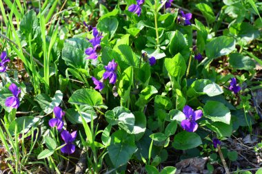 Bahar mor çiçekleri. Viola kaninası. Kuzey Kafkasya 'nın eteklerindeki çayır yeşil çimlerin arasında.                               