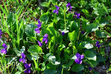  Bahar çiçekleri, Kuzey Kafkasya 'nın eteklerindeki bir çayırda bahar yeşil otlarının arasında Viola kaninası.                              