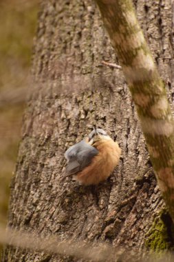  Kuzey Kafkasya 'nın eteklerindeki ormanın eteklerindeki bir ağaç gövdesinde bahar mevsiminde oturan tüylü tüylü beyaz kuş Sitta europaea.                              