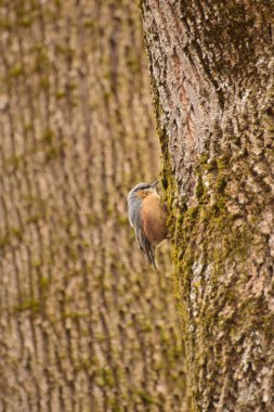 İlkbaharda Kuzey Kafkasya 'nın eteklerindeki bir ağaç gövdesinde dinlenen ilkbahar kuşu Sitta europaea.                               