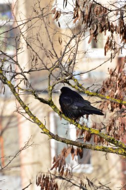  Bahar kalesi Corvus Frugilegus, Kafkasya 'nın eteklerinde kahverengi yapraklarla akasya ağacının dallarında oturuyor.                              