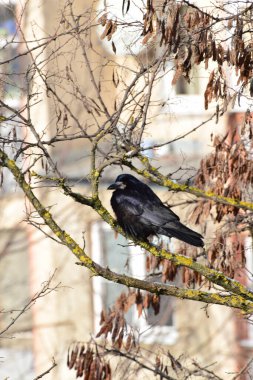 Kafkasların eteklerindeki akasya ağacının dallarında oturan Bahar Siyah Kalesi Corvus Frugilegus.                               
