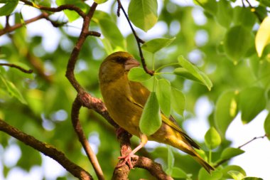  Genç kuş Greenfinch Chloris Chloris Kuzey Kafkasya 'nın eteklerindeki bir ağacın yapraklarında oturur.                              