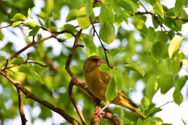  Genç kuş Greenfinch Chloris Chloris Kuzey Kafkasya 'nın eteklerindeki bir ağacın yapraklarında oturur.                              