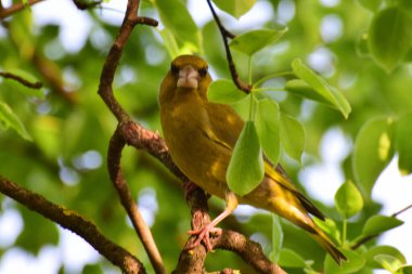  Beyaz kuş Greenfinch Chloris Chloris Kuzey Kafkasya 'nın eteklerindeki bir ağacın dallarında oturur ve dinlenir.                              